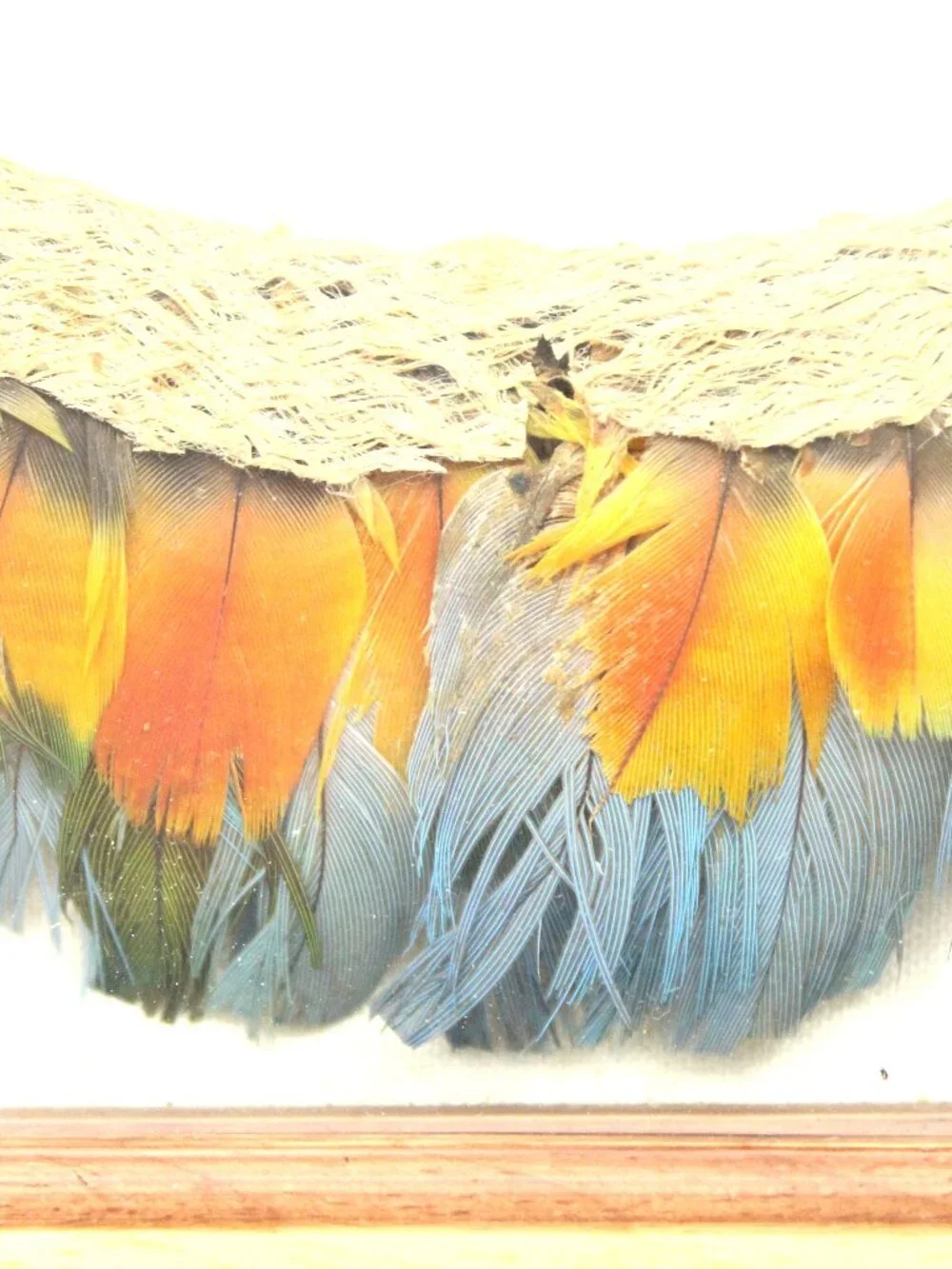 Feather Head-Ring or Ceremonial Ornament made of cane by an Indigenous Amazonian